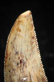 04919 - Collector Grade 0.87 Inch Abelisaur Serrated Dinosaur Tooth Cretaceous KemKem Beds