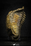 22010 - Undescribed 2.45 Inch Harpidid Ordovician Trilobite Taouz outcrops