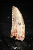 04919 - Collector Grade 0.87 Inch Abelisaur Serrated Dinosaur Tooth Cretaceous KemKem Beds