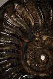 22401 - Well Preserved Pyritized 1.17 Inch Pleuroceras Lower Jurassic Ammonite