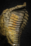 22010 - Undescribed 2.45 Inch Harpidid Ordovician Trilobite Taouz outcrops