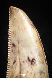 04919 - Collector Grade 0.87 Inch Abelisaur Serrated Dinosaur Tooth Cretaceous KemKem Beds