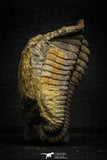 22010 - Undescribed 2.45 Inch Harpidid Ordovician Trilobite Taouz outcrops