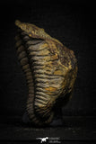22010 - Undescribed 2.45 Inch Harpidid Ordovician Trilobite Taouz outcrops