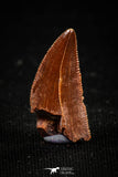 04920 - Astonishing 0.66 Inch Abelisaur Serrated Dinosaur Tooth Cretaceous KemKem Beds