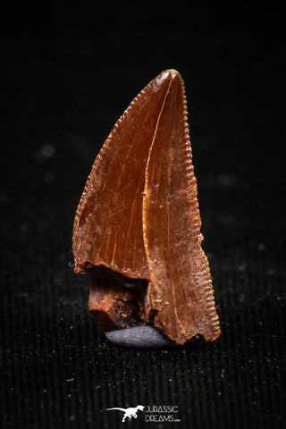 04920 - Astonishing 0.66 Inch Abelisaur Serrated Dinosaur Tooth Cretaceous KemKem Beds