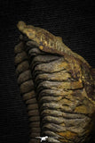 22010 - Undescribed 2.45 Inch Harpidid Ordovician Trilobite Taouz outcrops