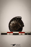 22402 - Well Preserved Pyritized 1.20 Inch Goniatites Devonian Cephalopod