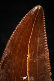 04920 - Astonishing 0.66 Inch Abelisaur Serrated Dinosaur Tooth Cretaceous KemKem Beds