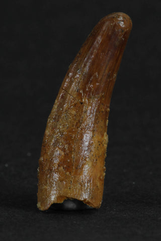 88010 - Beautiful 1.05 Inch Juvenile Spinosaurus Dinosaur Tooth