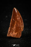 04920 - Astonishing 0.66 Inch Abelisaur Serrated Dinosaur Tooth Cretaceous KemKem Beds