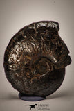 22402 - Well Preserved Pyritized 1.20 Inch Goniatites Devonian Cephalopod