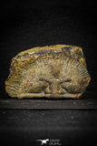 22010 - Undescribed 2.45 Inch Harpidid Ordovician Trilobite Taouz outcrops