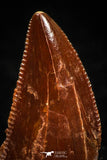 04920 - Astonishing 0.66 Inch Abelisaur Serrated Dinosaur Tooth Cretaceous KemKem Beds