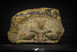 22010 - Undescribed 2.45 Inch Harpidid Ordovician Trilobite Taouz outcrops