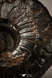 22402 - Well Preserved Pyritized 1.20 Inch Goniatites Devonian Cephalopod