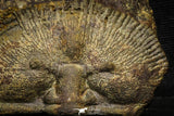22010 - Undescribed 2.45 Inch Harpidid Ordovician Trilobite Taouz outcrops