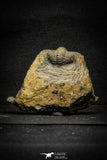 22010 - Undescribed 2.45 Inch Harpidid Ordovician Trilobite Taouz outcrops