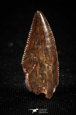 04921 - Dark Serrated 0.77 Inch Abelisaur Dinosaur Tooth Cretaceous KemKem Beds