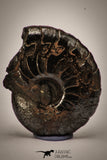 22402 - Well Preserved Pyritized 1.20 Inch Goniatites Devonian Cephalopod
