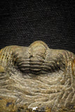 22010 - Undescribed 2.45 Inch Harpidid Ordovician Trilobite Taouz outcrops