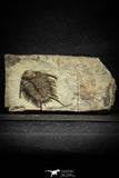 22011 - Top Rare 2.37 Inch Foulonia sp Lower Ordovician Trilobite Fezouata Formation