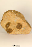 30694 - Top Beautiful Association of 3 Onnia sp Ordovician Trilobites