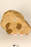 30694 - Top Beautiful Association of 3 Onnia sp Ordovician Trilobites