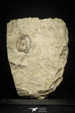 22012 - Top Rare Undescribed Harpidid Lower Ordovician Trilobite Fezouata Fm