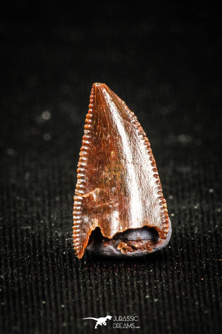 04922 - Rare 0.53 Inch Abelisaur Dinosaur Mesial Premaxillary Tooth Cretaceous KemKem Beds