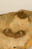 30694 - Top Beautiful Association of 3 Onnia sp Ordovician Trilobites