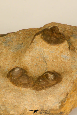 30694 - Top Beautiful Association of 3 Onnia sp Ordovician Trilobites