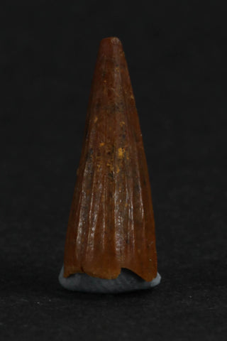 88013 - Beautiful 0.58 Inch Juvenile Spinosaurus Dinosaur Tooth