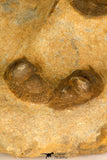 30694 - Top Beautiful Association of 3 Onnia sp Ordovician Trilobites