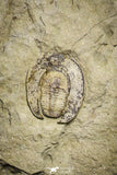 22012 - Top Rare Undescribed Harpidid Lower Ordovician Trilobite Fezouata Fm