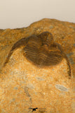 30694 - Top Beautiful Association of 3 Onnia sp Ordovician Trilobites