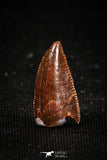 04922 - Rare 0.53 Inch Abelisaur Dinosaur Mesial Premaxillary Tooth Cretaceous KemKem Beds