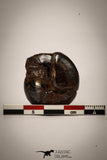 22404 - Beautiful Pyritized 1.19 Inch Goniatites Devonian Cephalopod