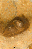 30694 - Top Beautiful Association of 3 Onnia sp Ordovician Trilobites
