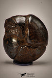 22404 - Beautiful Pyritized 1.19 Inch Goniatites Devonian Cephalopod