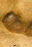 30694 - Top Beautiful Association of 3 Onnia sp Ordovician Trilobites