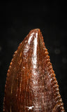 04922 - Rare 0.53 Inch Abelisaur Dinosaur Mesial Premaxillary Tooth Cretaceous KemKem Beds