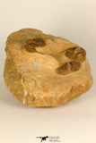 30694 - Top Beautiful Association of 3 Onnia sp Ordovician Trilobites