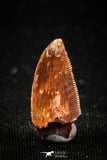 04923 - Nice Serrated 0.71 Inch Abelisaur Dinosaur Tooth Cretaceous KemKem Beds
