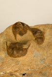 30694 - Top Beautiful Association of 3 Onnia sp Ordovician Trilobites