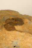 30694 - Top Beautiful Association of 3 Onnia sp Ordovician Trilobites