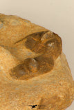30694 - Top Beautiful Association of 3 Onnia sp Ordovician Trilobites