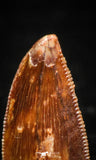 04923 - Nice Serrated 0.71 Inch Abelisaur Dinosaur Tooth Cretaceous KemKem Beds