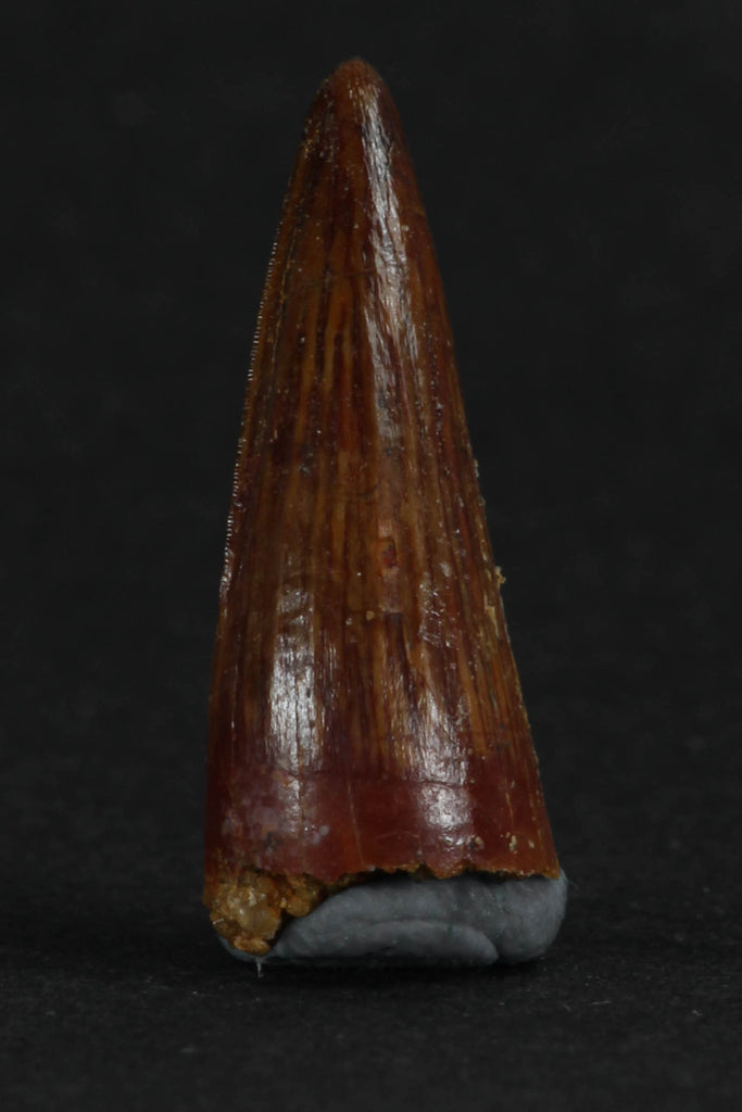 88016 - Beautiful 0.94 Inch Juvenile Spinosaurus Dinosaur Tooth