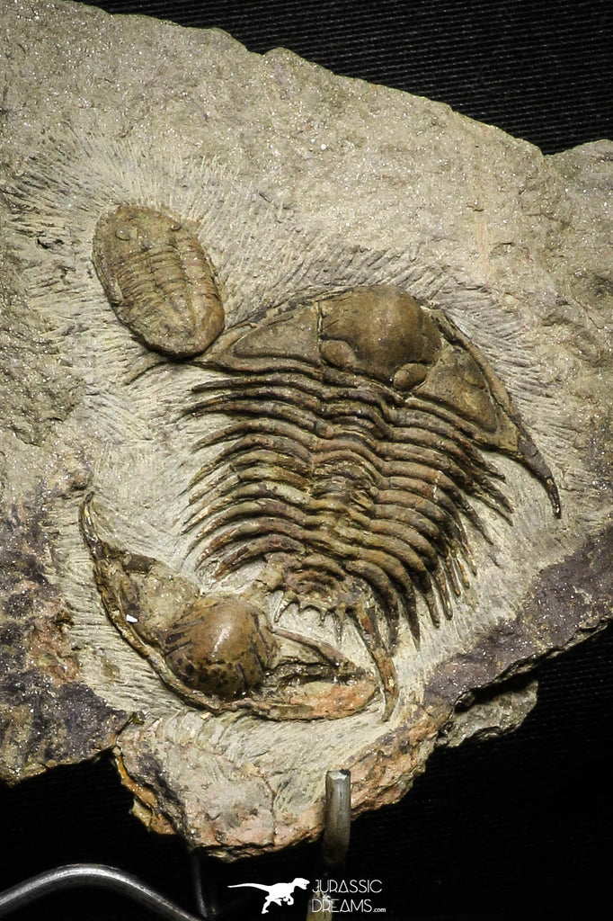 22013 - Top Association Foulonia sp + Asaphid Lower Ordovician Trilobites Fezouata Formation